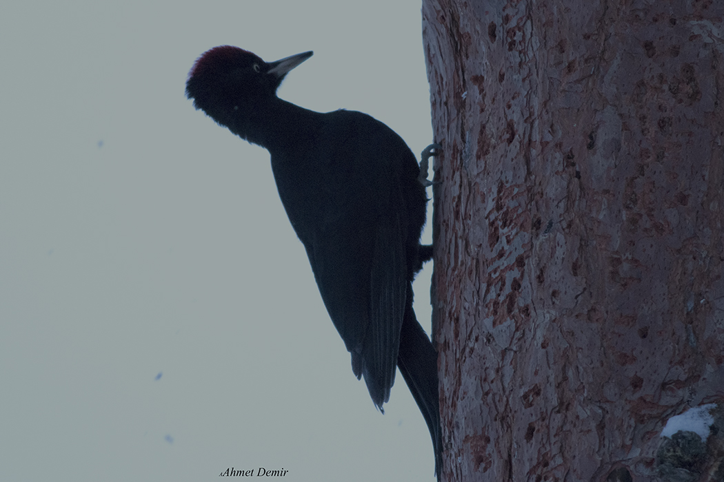 Black Woodpecker